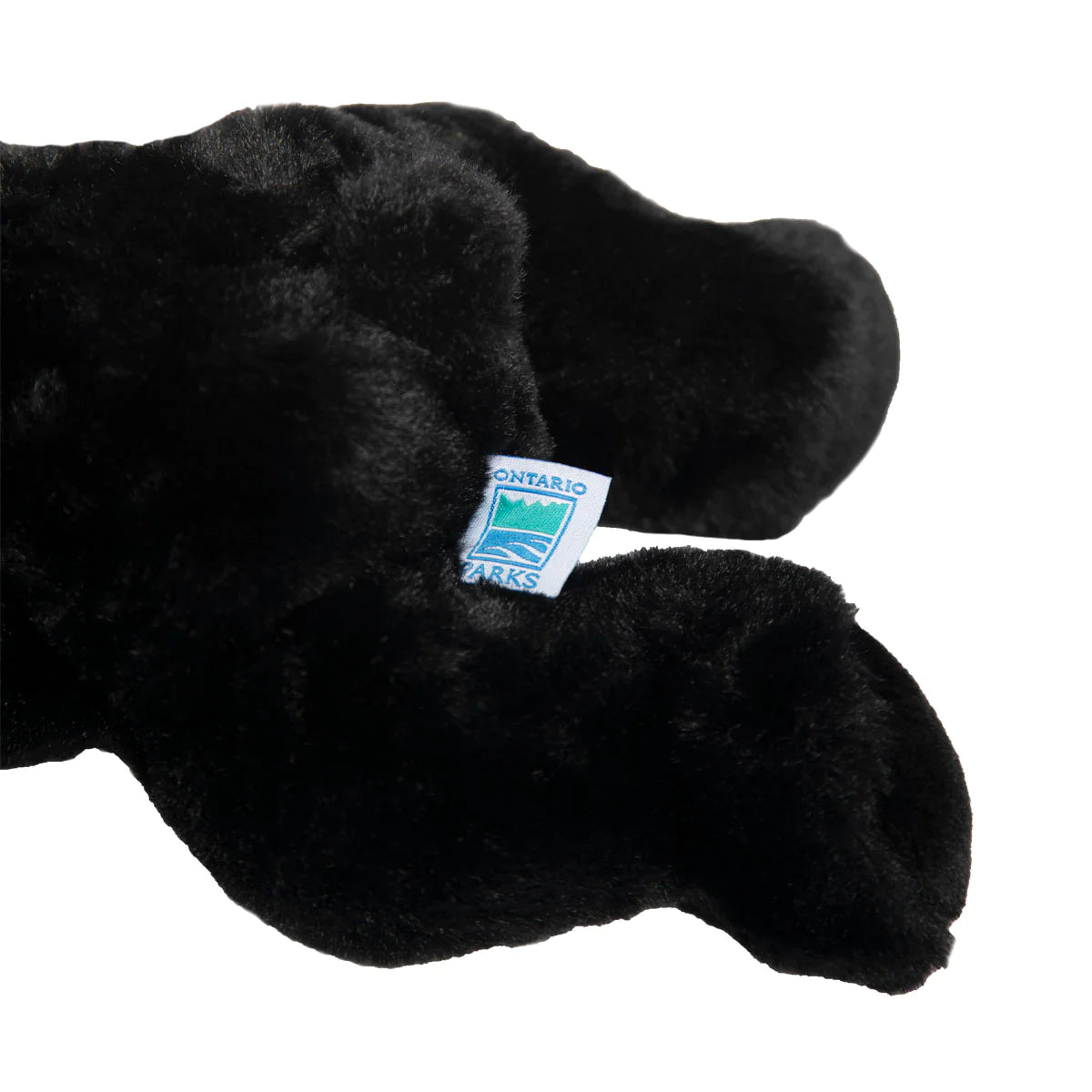 Paws the Black Bear