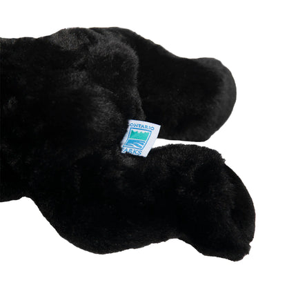 Paws the Black Bear