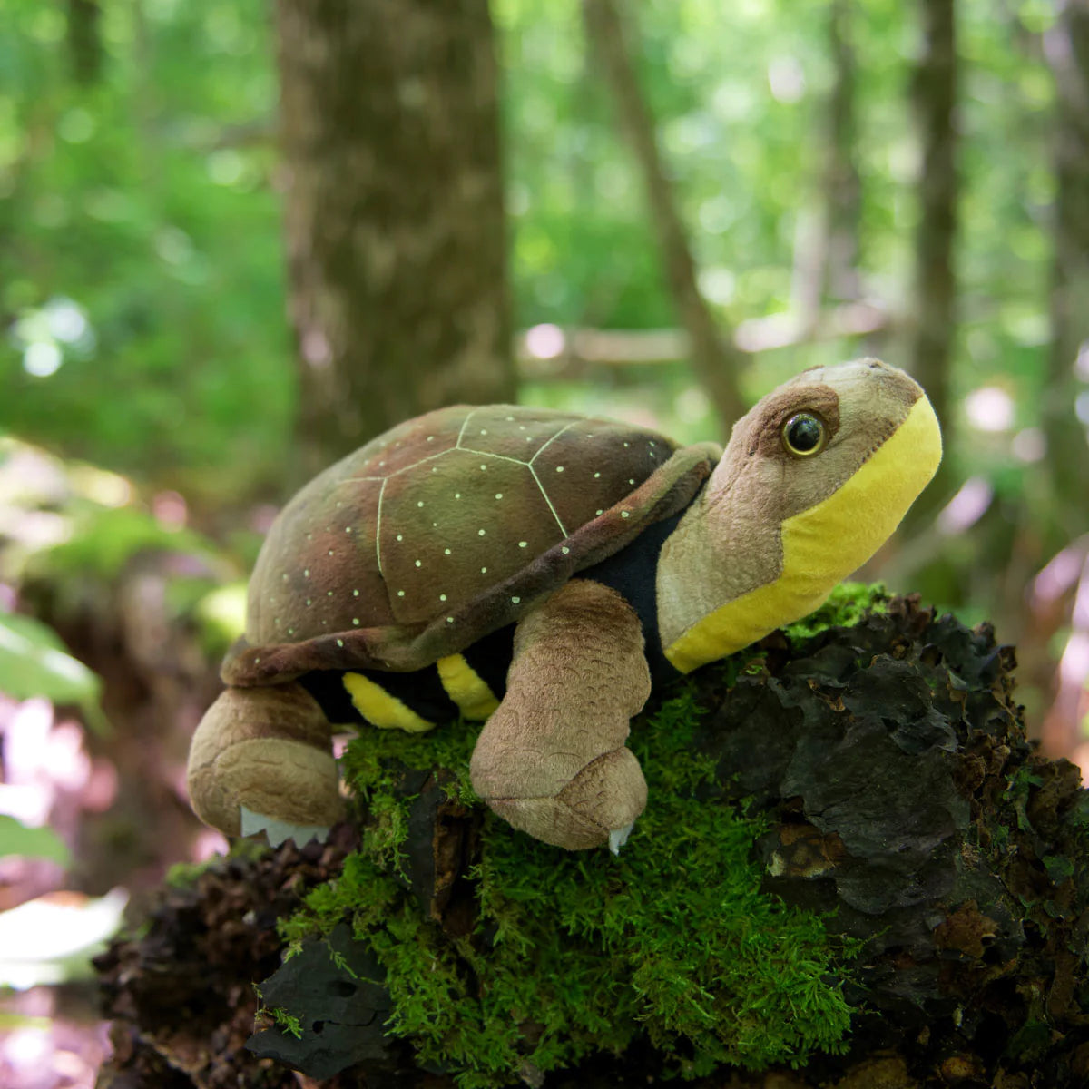 Blake the Blanding Turtle