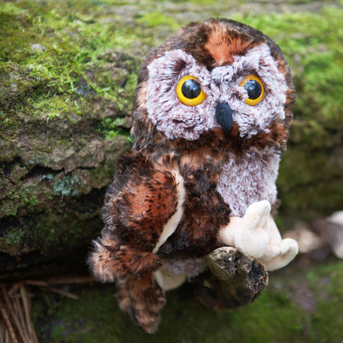 Sammy the Saw-Whet Owl